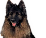 Small Photo #1 King Shepherd Puppy For Sale in GRAND CANYON CAVERNS, AZ, USA