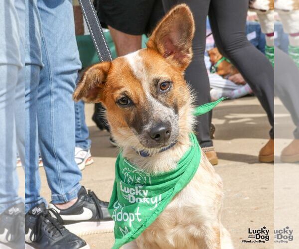 Medium Photo #6 Red Heeler-Unknown Mix Puppy For Sale in Washington, DC, USA