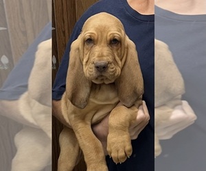 Bloodhound Puppy for sale in FORT MORGAN, CO, USA