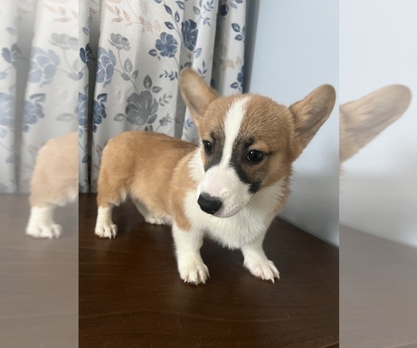 Medium Photo #46 Pembroke Welsh Corgi Puppy For Sale in DURHAM, CT, USA