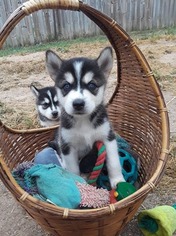 Siberian Husky Puppy for sale in NOLANVILLE, TX, USA