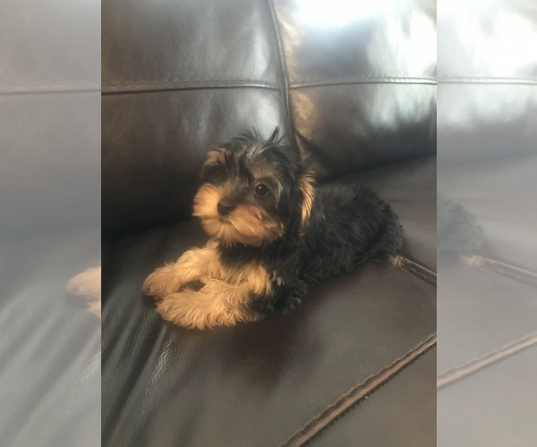 Medium Photo #1 Yorkshire Terrier Puppy For Sale in CAPE CORAL, FL, USA