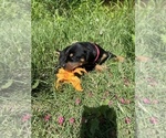 Small #4 Doberman Pinscher