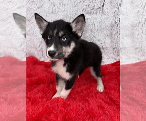 Siberian Husky Puppy for sale in SANDY HOOK, KY, USA