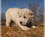 Small #3 Central Asian Shepherd Dog