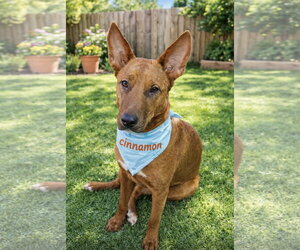 Mutt Dogs for adoption in Euless, TX, USA