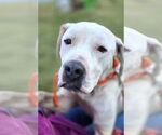 Small #3 American Pit Bull Terrier Mix