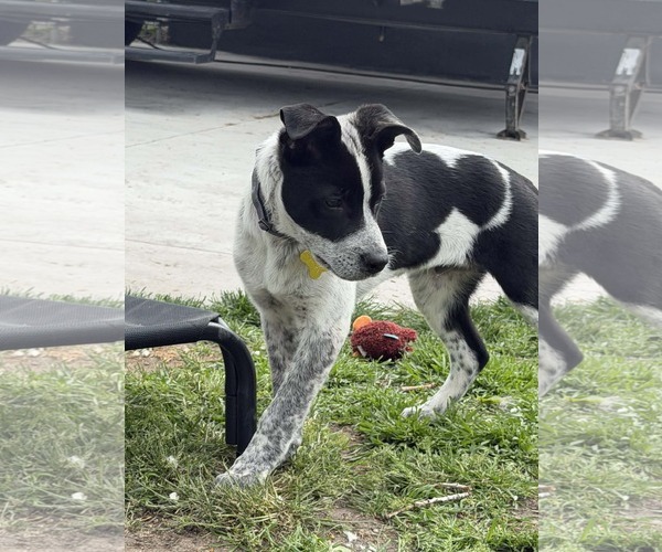 Medium Photo #7 Mutt Puppy For Sale in Sandy, UT, USA