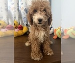 Havapoo puppies - Male Havapoo Puppy for Sale - Photo #26