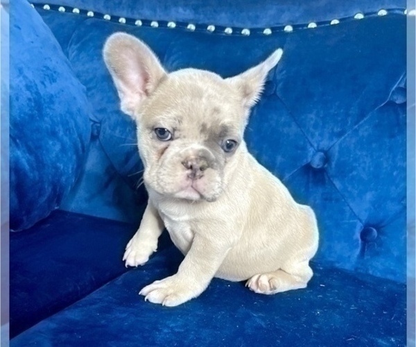 Medium Photo #26 French Bulldog Puppy For Sale in TERRACE PARK, OH, USA