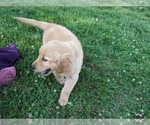 Small Photo #9 Golden Retriever Puppy For Sale in WOOSTER, OH, USA