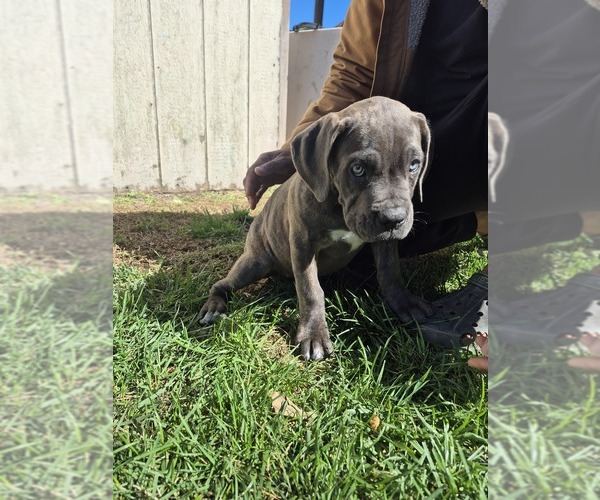 Medium Photo #5 Cane Corso Puppy For Sale in EGG HARBOR TOWNSHIP, NJ, USA
