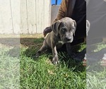 Small Photo #5 Cane Corso Puppy For Sale in EGG HARBOR TOWNSHIP, NJ, USA