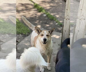 Mickey - Male Australian Shepherd-Unknown Mix Dog for Adoption - Photo #4