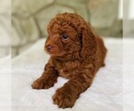 Small #3 Miniature Labradoodle