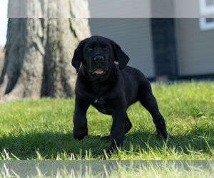 Cane Corso Puppy for sale in BOURBON, IN, USA