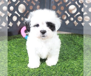Zuchon Puppy for sale in MOUNT VERNON, OH, USA