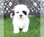 Small Zuchon
