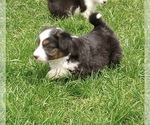 Small Photo #2 Aussie-Corgi Puppy For Sale in ELLENSBURG, WA, USA