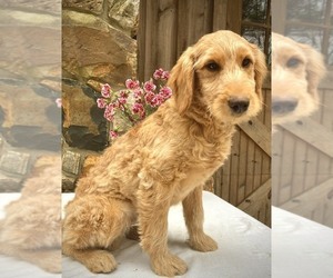 Goldendoodle Puppy for sale in WEST GROVE, PA, USA