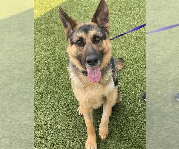 Medium Photo #1 German Shepherd Dog Puppy For Sale in Fayetteville, NC, USA