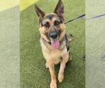 Small German Shepherd Dog