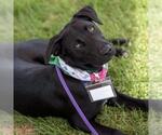 Small #7 Labrador Retriever Mix