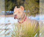Small Photo #5 American Staffordshire Terrier-Bulldog Mix Puppy For Sale in Albuquerque, NM, USA