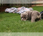 Small Photo #9 Olde English Bulldogge Puppy For Sale in MANSFIELD, GA, USA