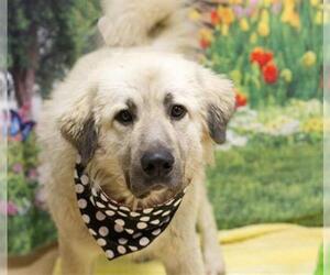 Anatolian Shepherd Dogs for adoption in Placerville, CA, USA