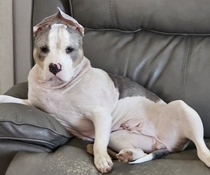 Mother of the American Bully puppies born on 02/01/2024