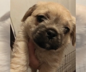 Poodle (Toy)-Pug Mix Puppy for sale in NEW WAVERLY, TX, USA