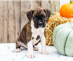Puppy Barney Boxer