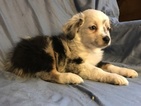 Small Photo #4 Miniature Australian Shepherd Puppy For Sale in STONEHAM, ME, USA