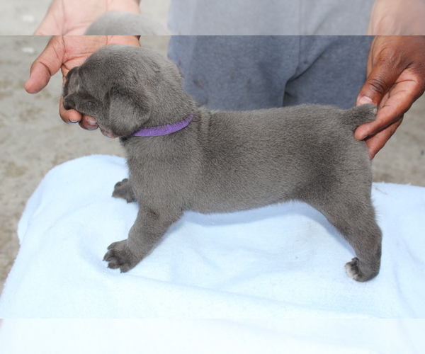 Medium Photo #1 Cane Corso Puppy For Sale in MIAMI GARDENS, FL, USA
