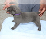 Small Photo #1 Cane Corso Puppy For Sale in MIAMI GARDENS, FL, USA