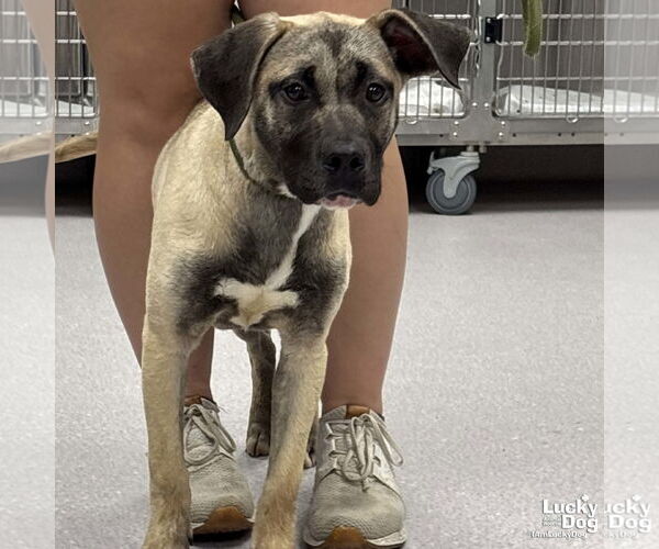 Medium Photo #3 Retriever -Unknown Mix Puppy For Sale in Washington, DC, USA