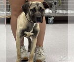 Small #2 Retriever  Mix