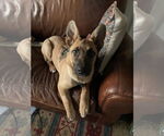 Small #1 German Shepherd Dog