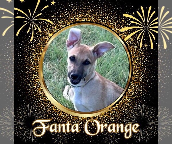 Medium Photo #2 Dachshund-Unknown Mix Puppy For Sale in San Antonio, TX, USA