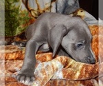 Small Photo #13 Great Dane Puppy For Sale in SPRAGGS, PA, USA