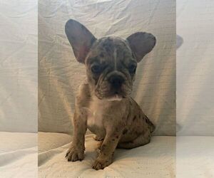 French Bulldog Puppy for sale in JOHNS ISLAND, SC, USA