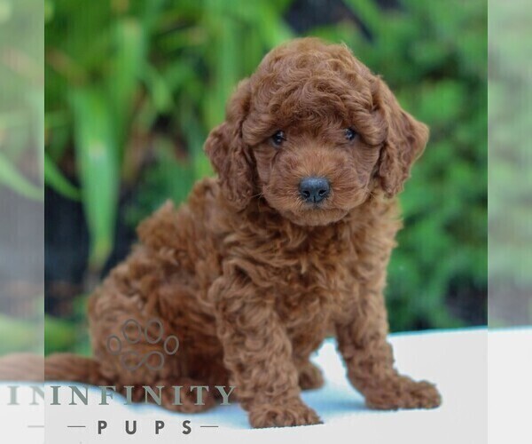 Medium Photo #3 Goldendoodle (Miniature) Puppy For Sale in LITITZ, PA, USA