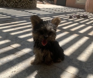 Yorkshire Terrier Puppy for sale in LAS VEGAS, NV, USA