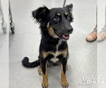 Small #1 Border Collie Mix