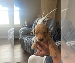 Puppy John Goldendoodle