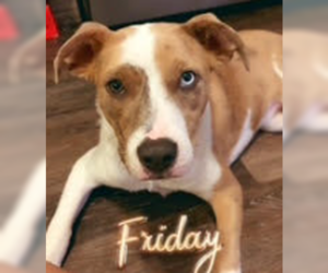 Mutt Dogs for adoption in Brooklyn Center, MN, USA