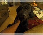 Small Photo #3 Labradoodle Puppy For Sale in Elmsford, NY, USA