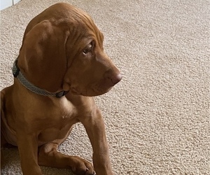 Vizsla Puppy for sale in GREER, SC, USA