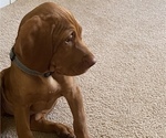Small Photo #1 Vizsla Puppy For Sale in GREER, SC, USA